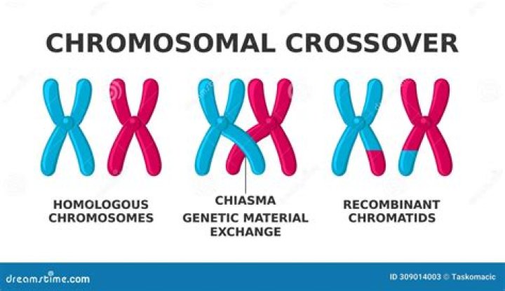 Is non chromosomal one word?