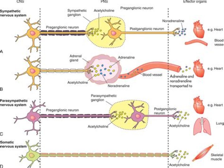 Is noradrenaline a hormone or neurotransmitter?