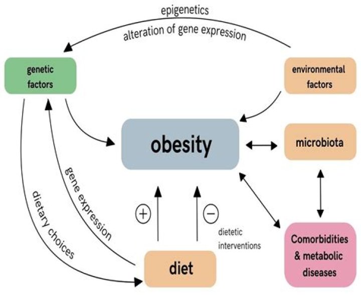 Is obesity genetic or environmental?
