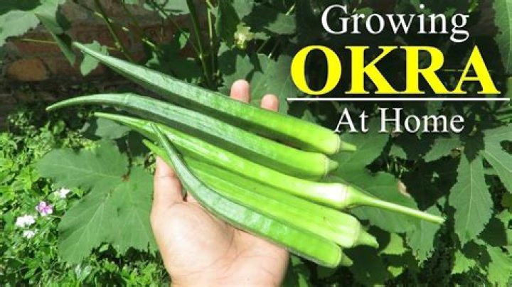 Is okra reproduce by seeds?