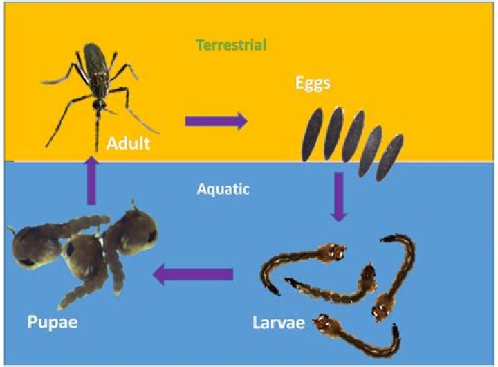 Is ovicide a word?