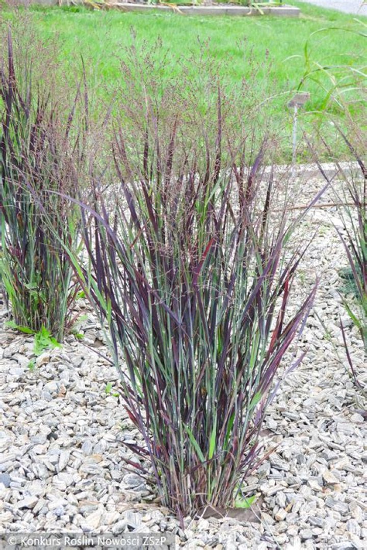 Is panicum a weed?