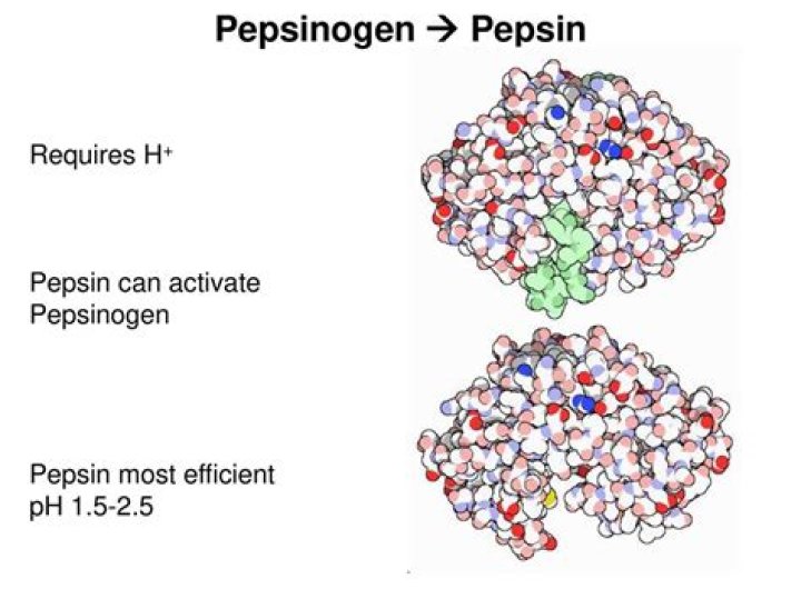 Is pepsinogen a zymogen?