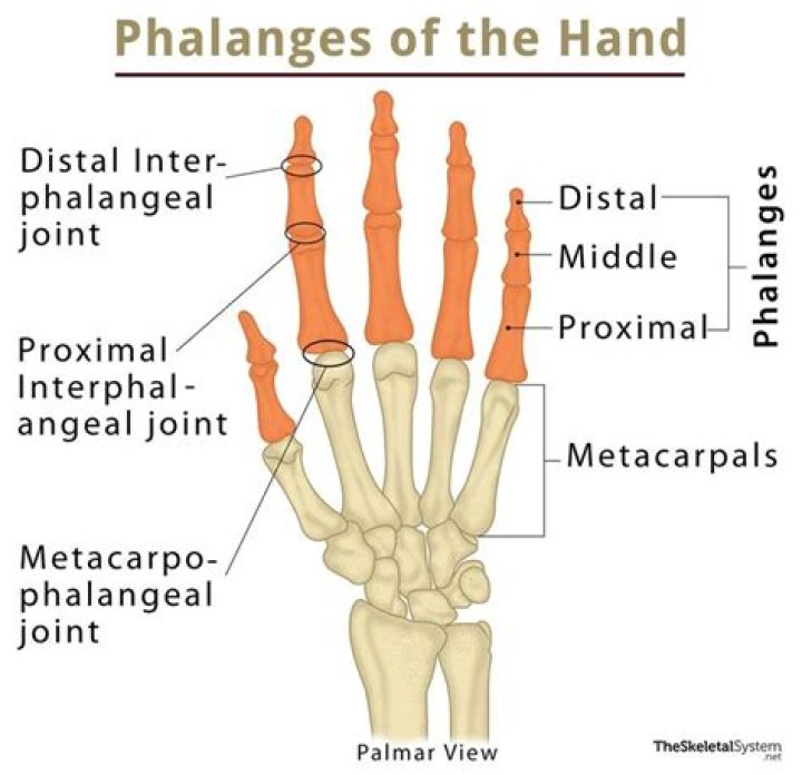Is phalanx a long bone?