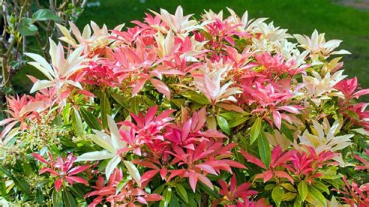 Is pieris japonica 'mountain fire poisonous?