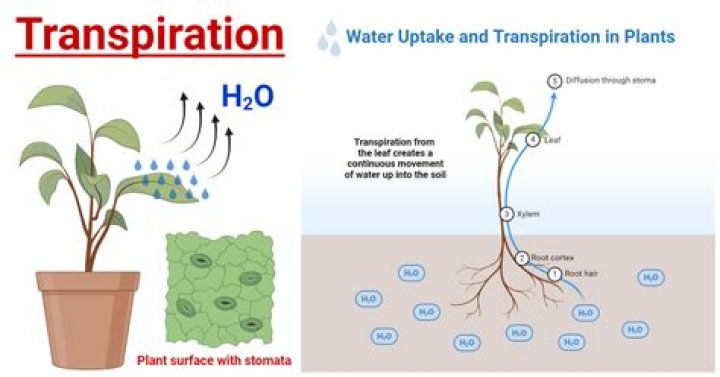 Is plant guttation bad?