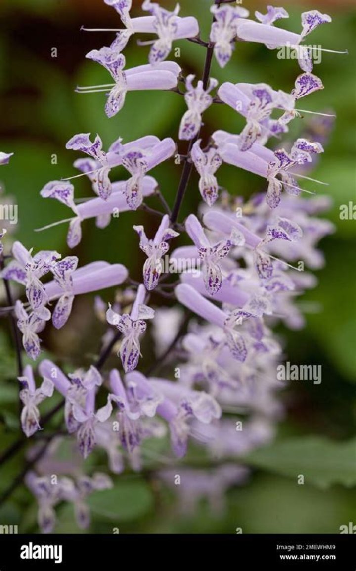 Is plectranthus mona lavender poisonous to cats?