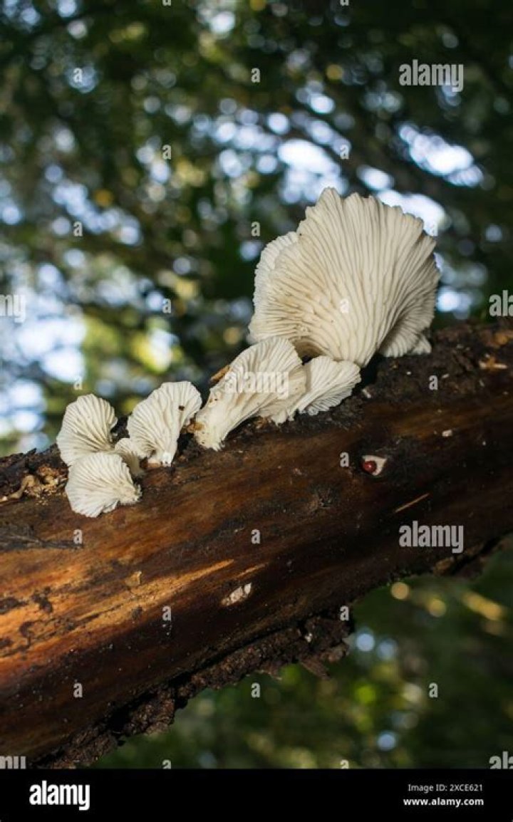 Is pleurotus pulmonarius edible?