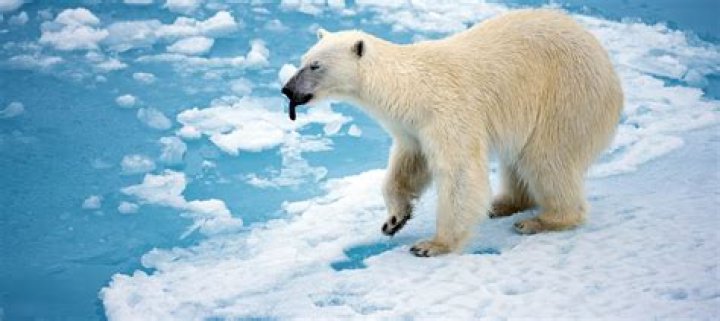 Is polar bears going extinct?