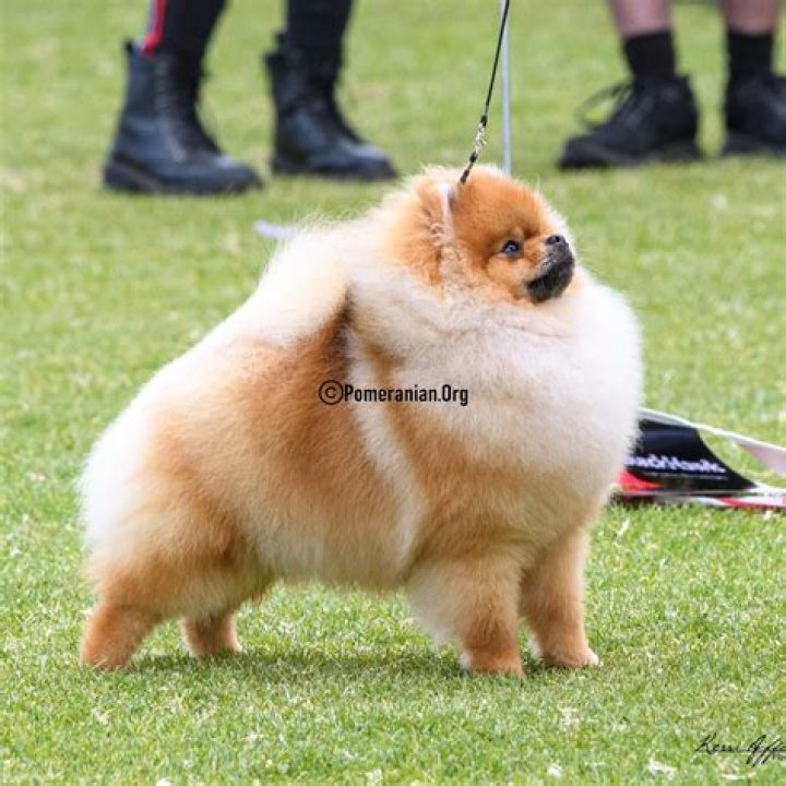 Is pomeranian high maintenance?