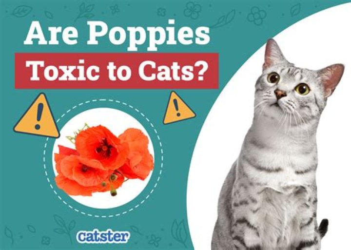 Is poppies toxic to cats?