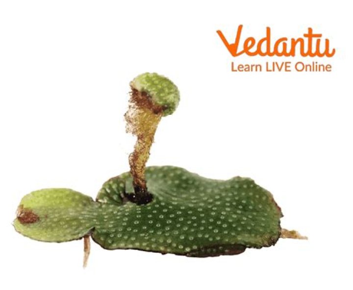Is prothallus present in salvinia?