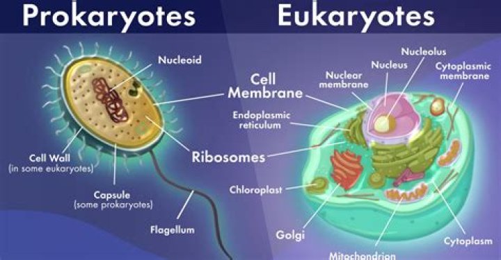 Is protozoa prokaryotic or eukaryotic?