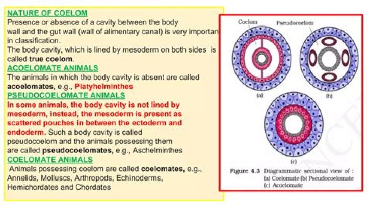 Is pseudocoelom a cavity?