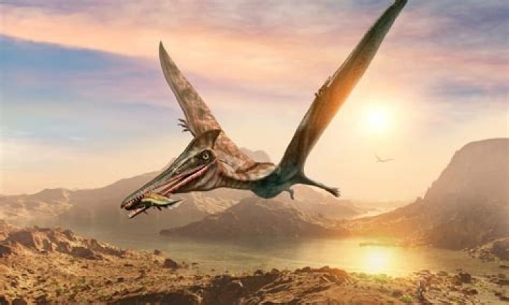 Is pterodactyl carnivore or herbivore?