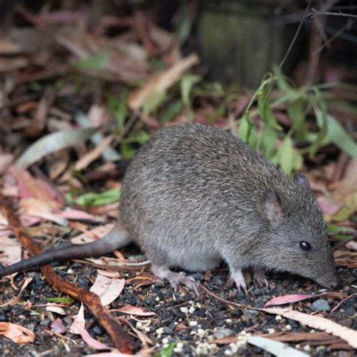 Is ratlike a word?