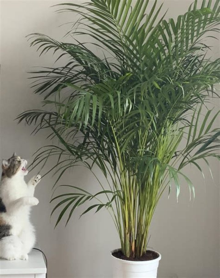 Is ravenea palm safe for cats?