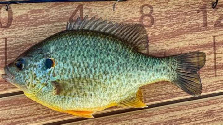 Is redear sunfish good to eat?
