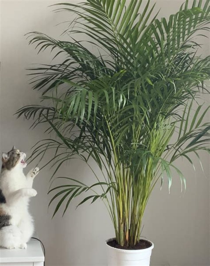 Is rhapis palm safe for cats?
