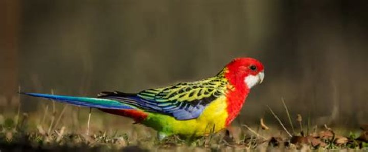 Is rosella australian owned?