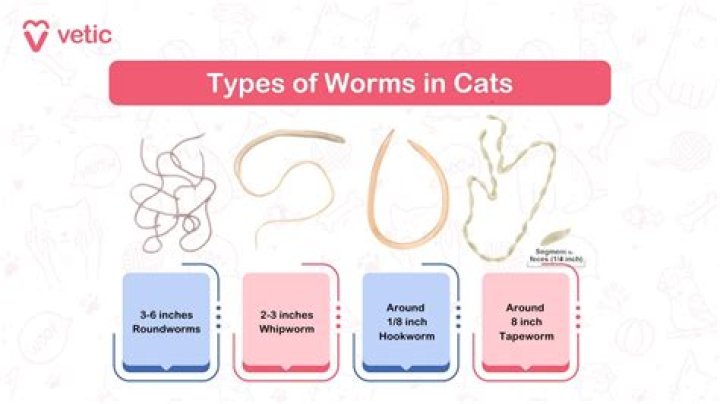 Is round worm contagious in cats?