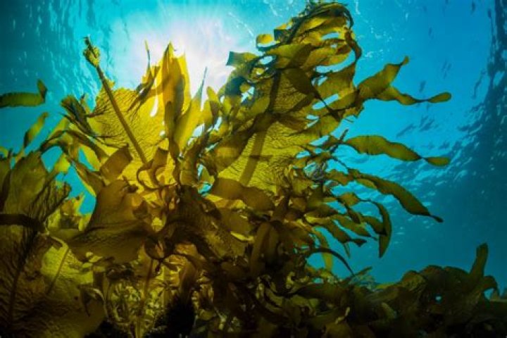 Is seaweed a protist?