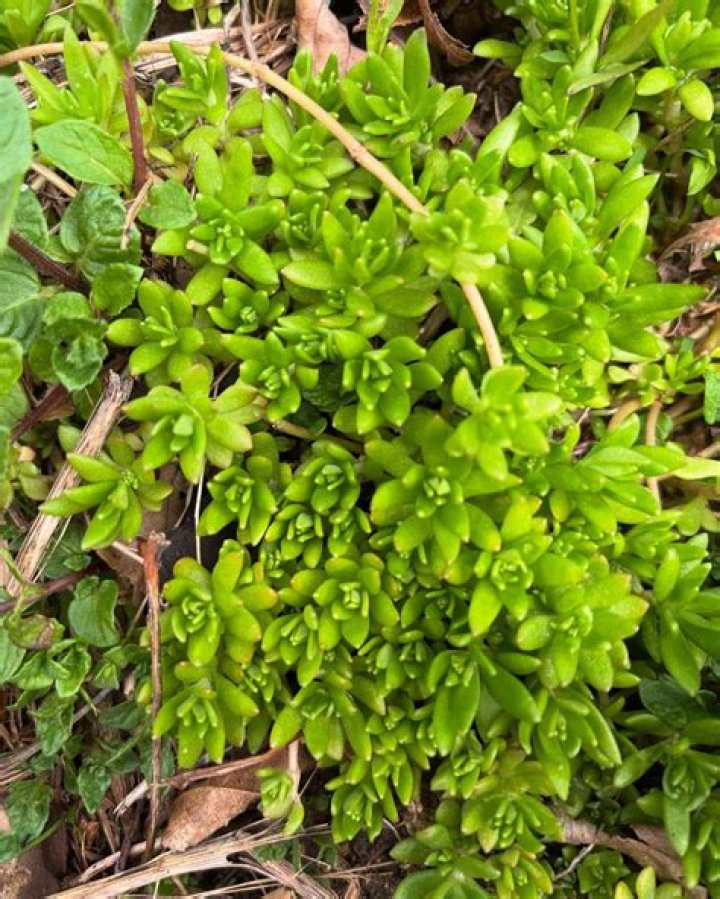 Is sedum sarmentosum edible?