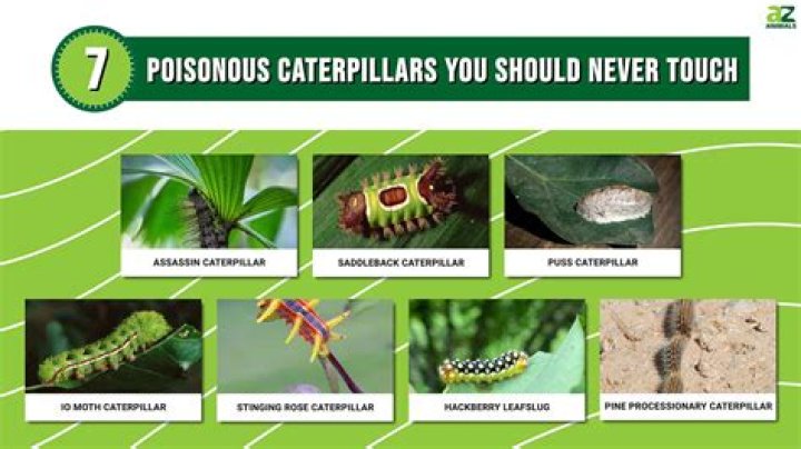 Is senecio poisonous to cats?