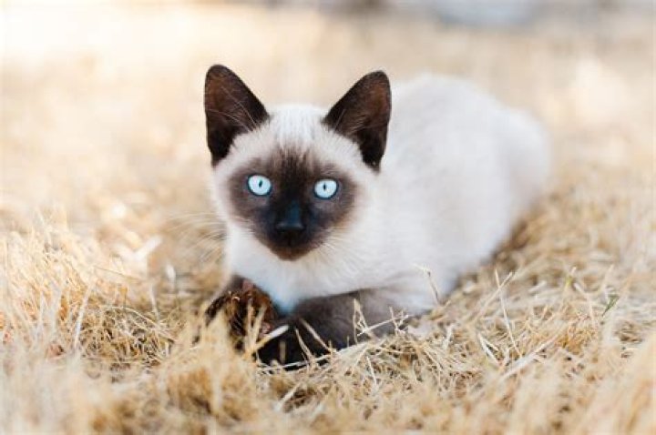 Is siamese cat can take a bath?