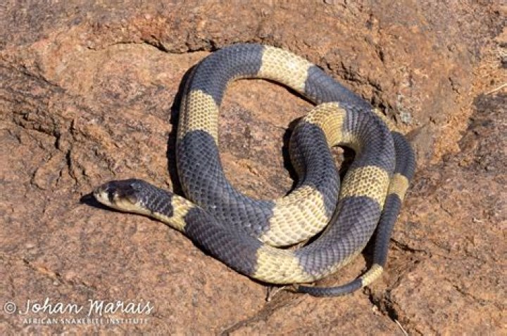 Is snouted cobra venomous?