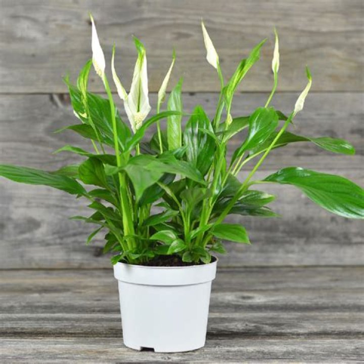 Is spathiphyllum poisonous to rabbits?