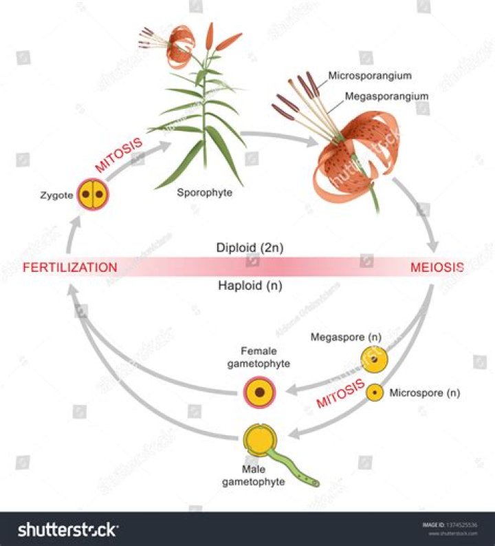 Is spermatid haploid or diploid?