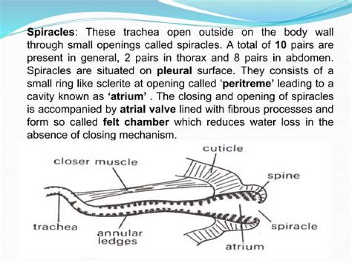 Is spiracles a word?