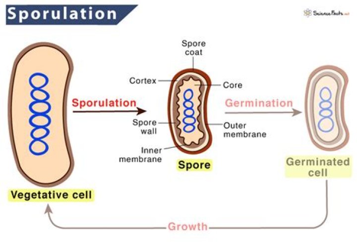 Is sporulation and encystation?