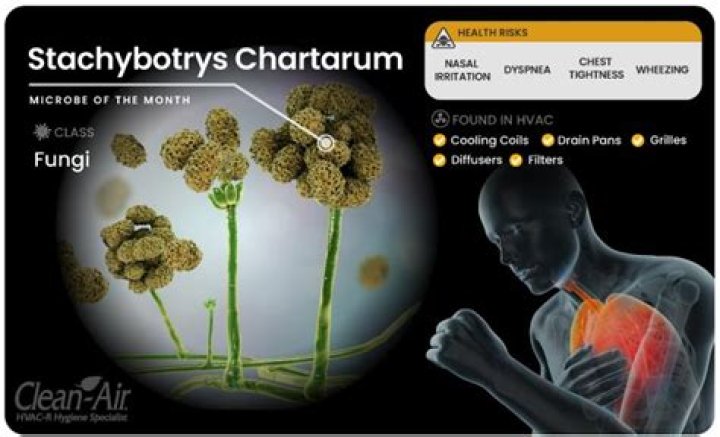 Is stachybotrys chartarum harmful?