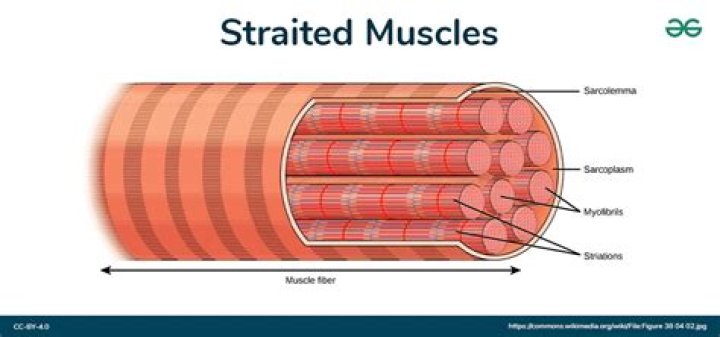 Is striations a muscle?