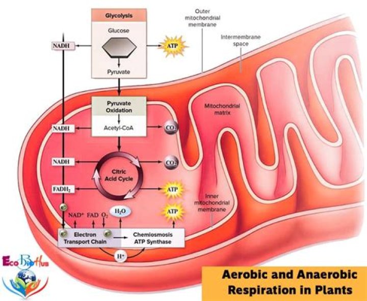 Is subtilis aerobic or anaerobic?