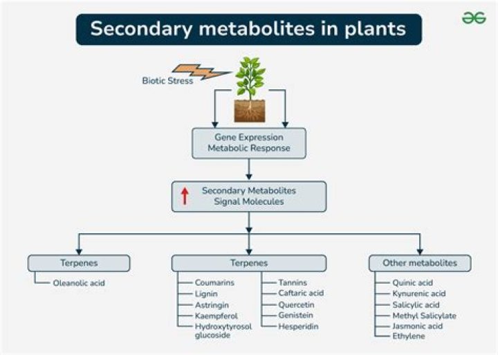 Is sugar a secondary metabolite?