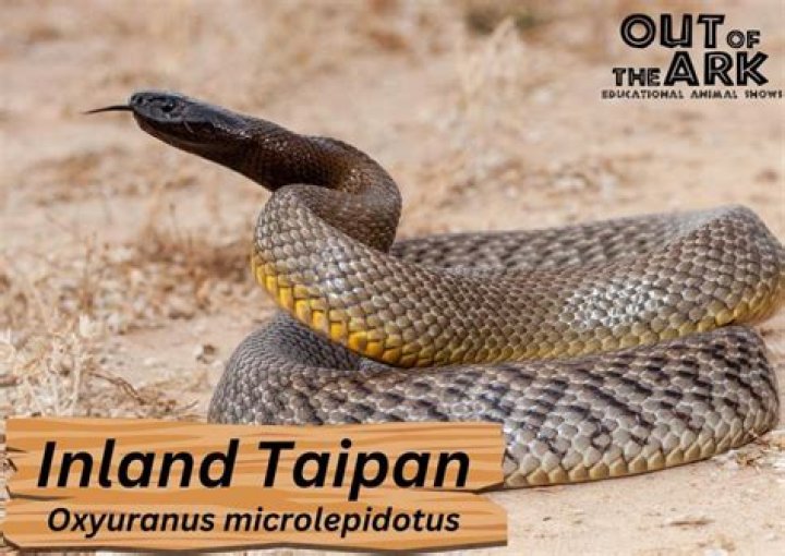 Is taipan a true story?