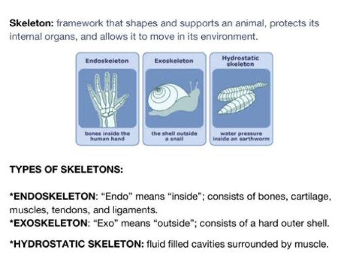 Is teeth exoskeleton or endoskeleton?