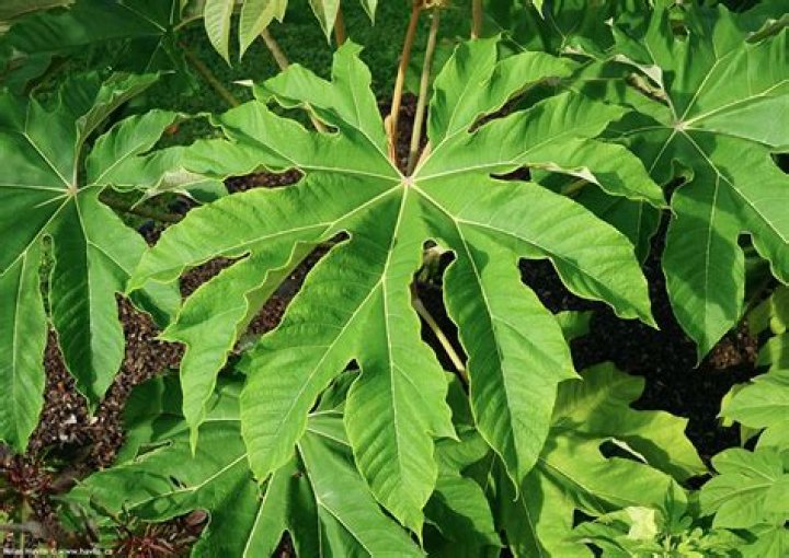 Is tetrapanax papyrifer invasive?