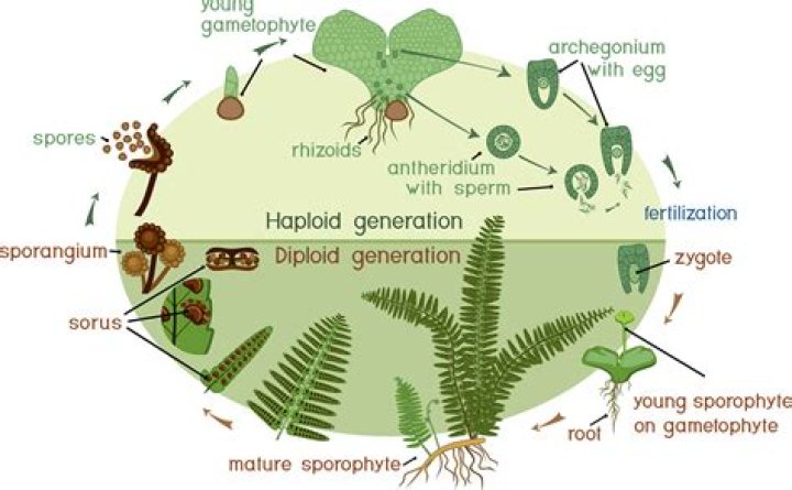 Is the archegonia and antheridia haploid or diploid?