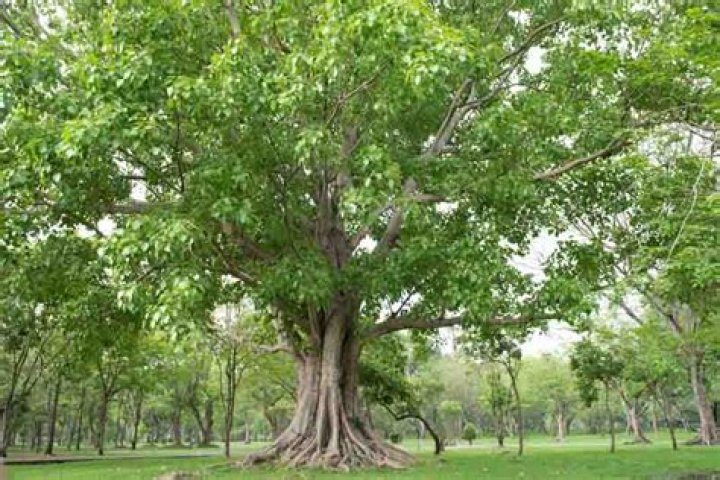 Is the bodhi tree a fig tree?
