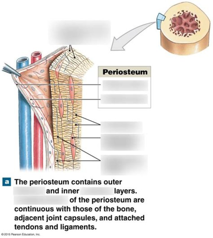 Is the difference between periosteum and endosteum?