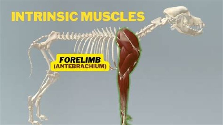 Is the forelimb of a dog and the forelimb of a cat homologous?