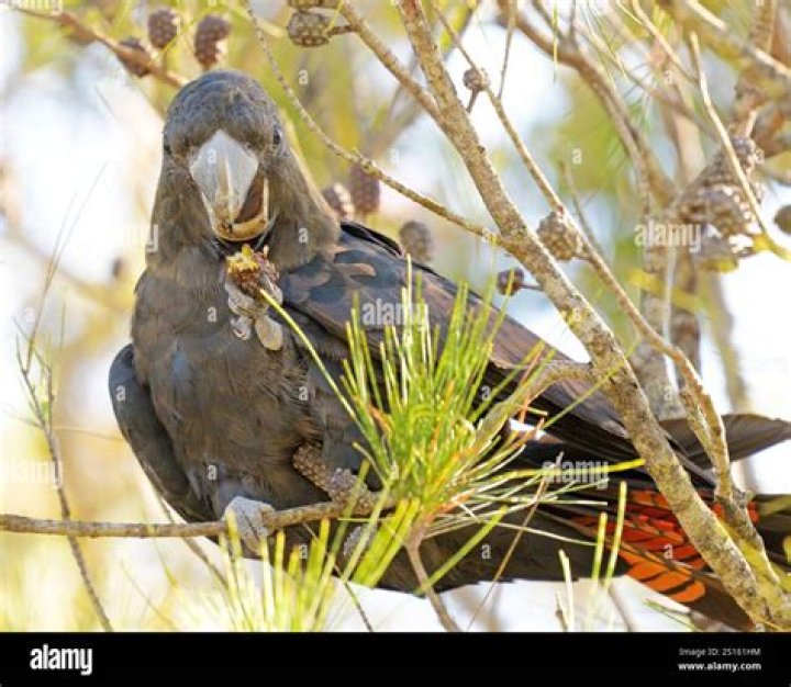 Is the glossy black cockatoo endangered?