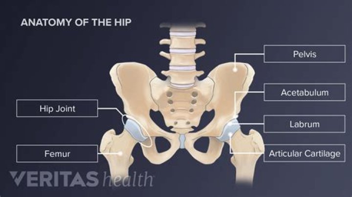 Is the hip a joint?