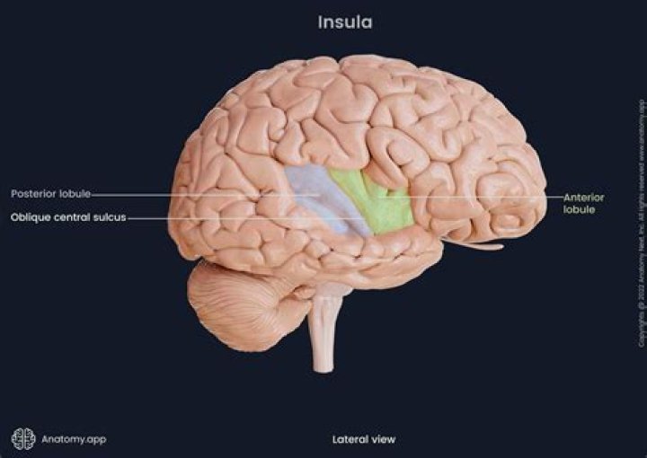 Is the insula a lobe?