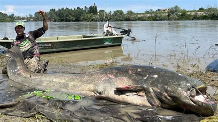 Is the largest catfish ever caught?