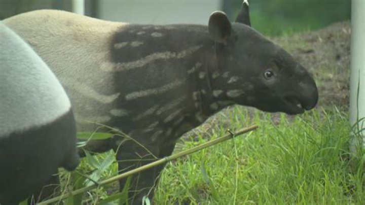 Is the malayan tapir endangered?